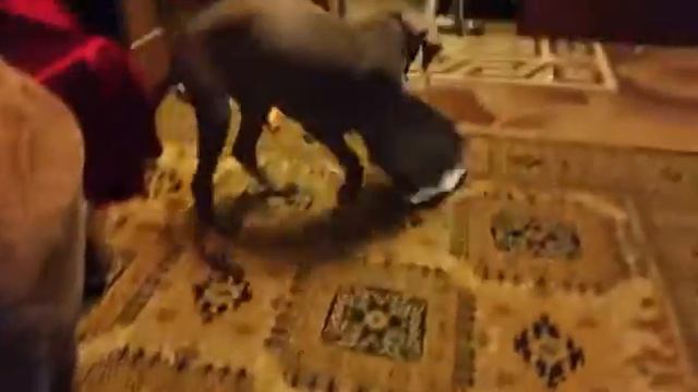 Барон хулиганит#Baron#hooligans смотреть онлайн