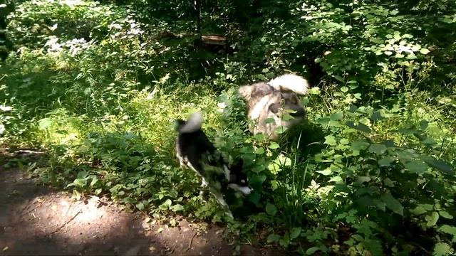 Хаски и минихаски. Часть 2. Знакомство смотреть онлайн