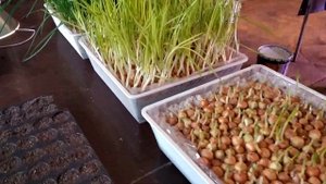 Выгонка зеленого лука без света.