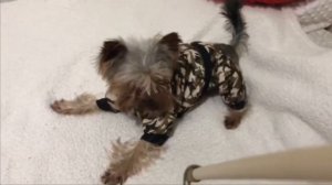 ЧТО МЫ ОДЕВАЕМ НА МИНИ ЙОРКА!ГАРДЕРОБ НАШЕЙ СОБАКИ НА ЗИМУ!ЗИМНЯЯ ОДЕЖДА МИНИ ЙОРКШИРСКОГО ТЕРЬЕРА?