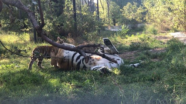 Удалось снять тигрицу с малышами. Такая нежная мама. Тайган. смотреть онлайн