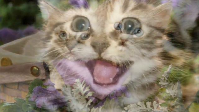 Привет, я кот! смотреть онлайн