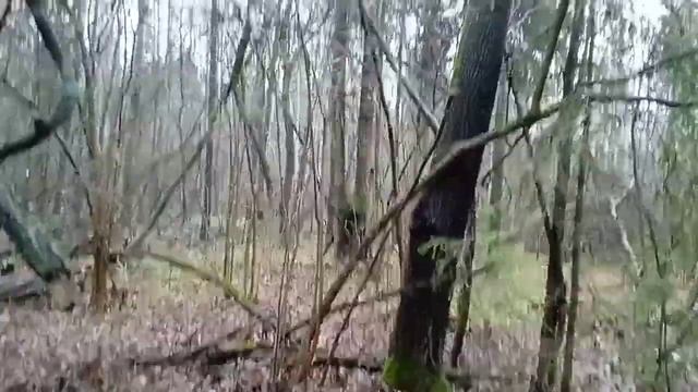 Охота на куницу капканами удачная проверка капканов сезон 2022-2023. смотреть онлайн