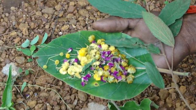 Ingredients of Melastoma malabathricum Formulations: Pankaj Oudhia's Ethnobotanical Surveys 2012 смотреть онлайн