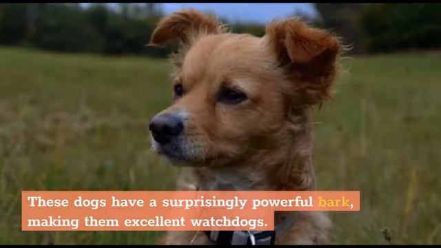 6 Greek Dog Breeds (With Pictures) смотреть онлайн