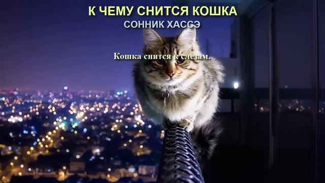 К чему снится кошка. Сонник Хассэ. Толкование снов. смотреть онлайн