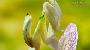 13 Самых КРАСИВЫХ НАСЕКОМЫХ, Которые СОЗДАЛА ПРИРОДА!