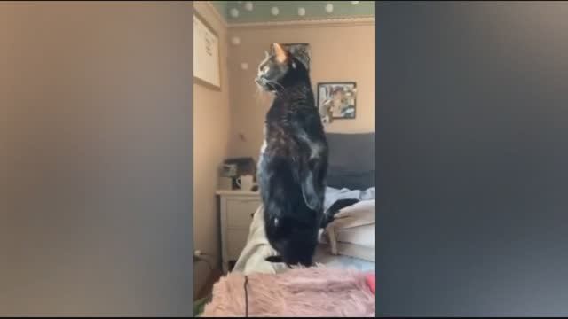 Смешные питомцы #5 смотреть онлайн