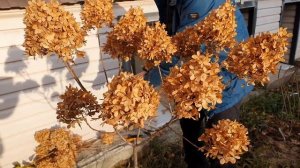 Лайм Лайт на штамбе. Осенняя обрезка для пышного цветения