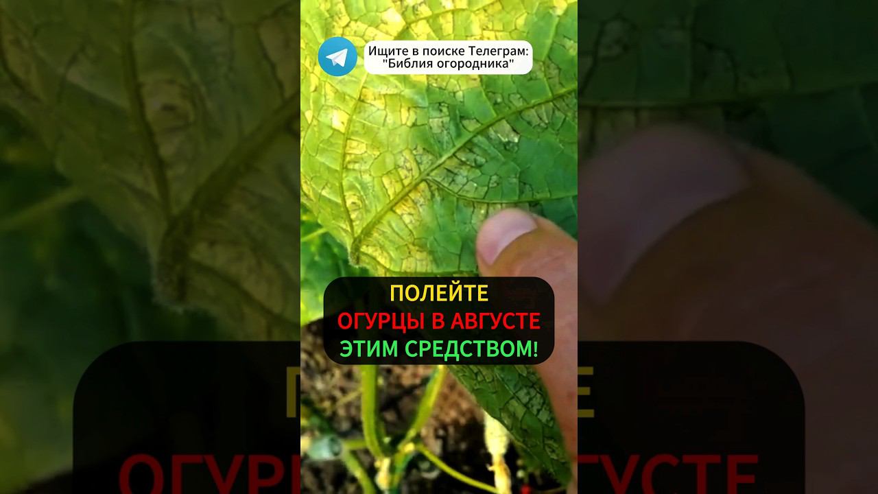 Внёс Это И Пожелтение Огурцов Исчезло! Собрал Огромный Урожай Огурцов #огород #огурцы #дача #урожай