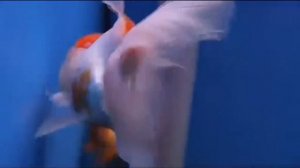 5 причин завести Золотую рыбку 5 причин купить Золотых рыбок