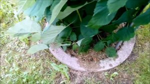 При появлении бутонов на ГОРТЕНЗИИ-нужна подкормка.