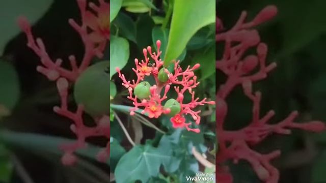 Jatropha Podagrica Succulent plant смотреть онлайн