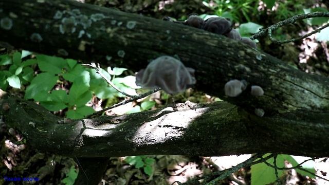 Грибы в июньскую жару | ГРИБНОЕ РАЗНООБРАЗИЕ РАДУЕТ ГЛАЗ смотреть онлайн