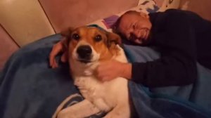 Собака рычит