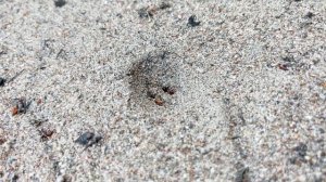 Насекомые. Муравьиный лев (Myrmeleontidae)