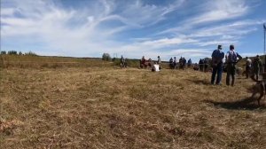 МЕЖРЕГИОНАЛЬНАЯ ВЫСТАВКА ГОНЧИХ ПОРОД СОБАК.