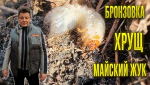 Злейший враг нашего сада и огорода хрущ и бронзовка столь похожи но вредят нам по разному