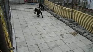 п-к  Роман-Кош..Дети Роман-Кош Баттерфляй РК Ореанда и Октава 3мес. с кольцами