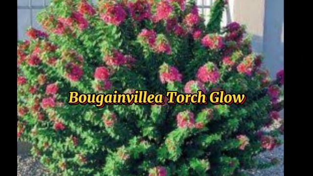 BEST BOUGAINVILLEA VARIETIES WITH NAMES/BOUGAINVILLEA PLANT @margiepulido21 смотреть онлайн