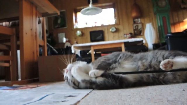 Fister, the fearless cat смотреть онлайн