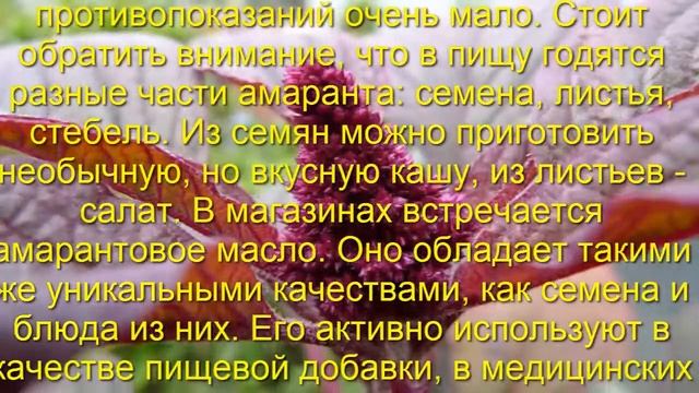Чем полезен амарант и как его употреблять смотреть онлайн