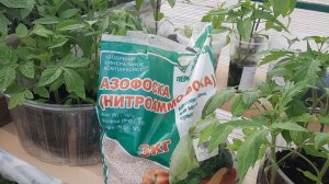АЗОФОСКА - это НЕ ХИМИЯ, а минеральное удобрение,  которое необходимо вашим растениям, как воздух