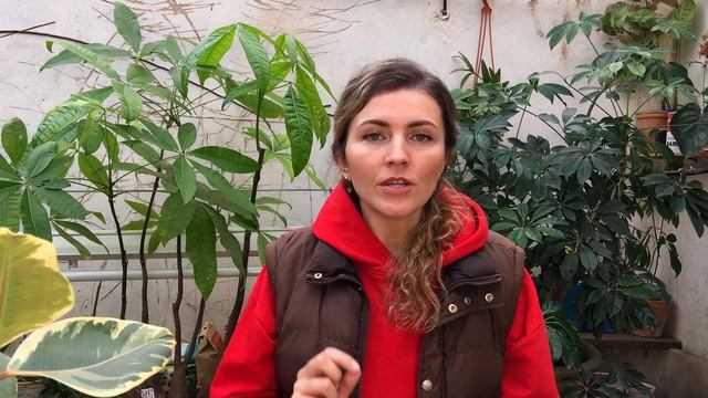 Замерзли листья у Антуриума, Орхидеи, Замиокулькаса, Спатифиллума что делать?
