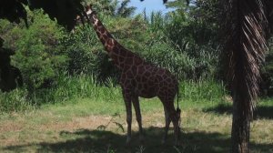 Жираф в природе [Звуки жирафа] - Насекомышки
