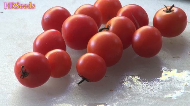 ⟹ Husky Cherry Red Tomato (Dwarf) | Solanum lycopersicum | Tomato Review 2019 смотреть онлайн