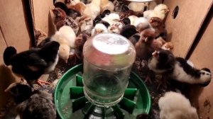 ЛУЧШИЕ ПОРОД КУР, ДЛЯ ЯЙЦА И МЯСА! ОБМАН НА ОЛХ. ЛУЧШИЕ КУРЫ В ХОЗЯЙСТВЕ. СЕМЕЙНАЯ ЭКОФЕРМА ???