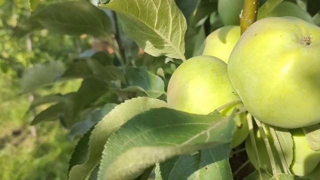 Колоновидные яблони ? Валюта и Васюган ? в моём саду?