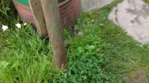 Выкапываем чеснок/  Копаем картошку- гниет