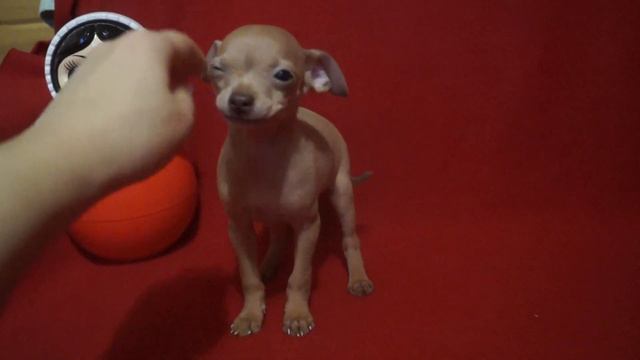 Девочка "изабелла" смотреть онлайн