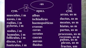 Правила о роде - Окончание us мужского рода - Медицинская латынь