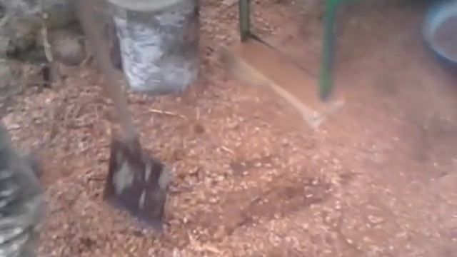 Самодельный комбайн для обработки кедрового ореха в действи