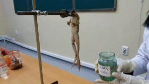 Работа 4. Определения времени рефлекса по Тюрку