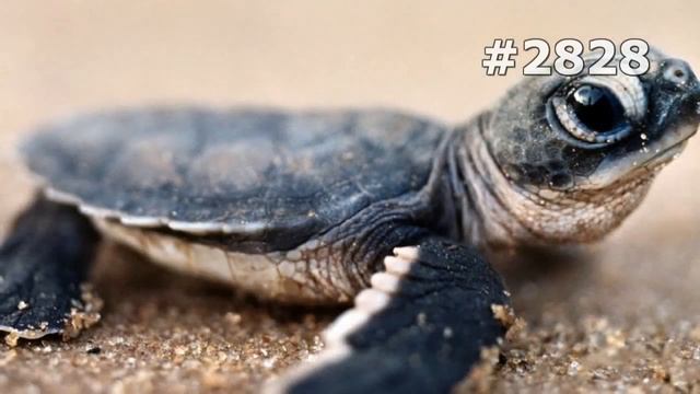 #2828. Черепахи (В мире животных) смотреть онлайн