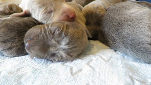 Weimaraner Puppies Are 4 Days Old! смотреть онлайн