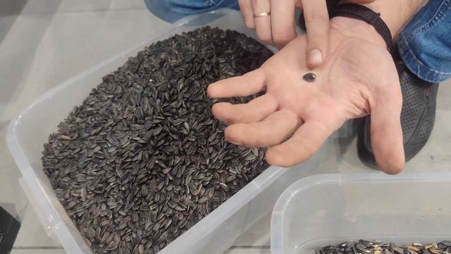 Сортировка семечки (семян подсолнечника) на фотосепараторе MEYER смотреть онлайн