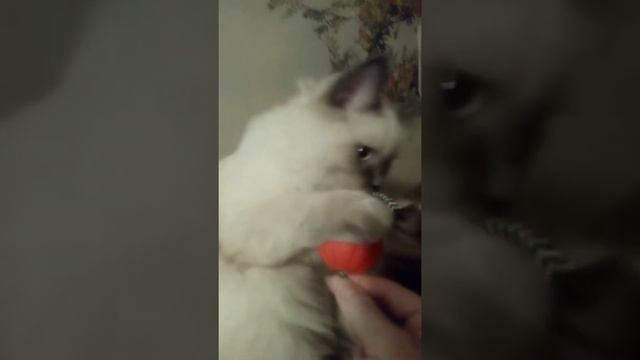 Котенок невский маскарадный, ласковый и нежный, возраст 4 месяца в поисках любящей семьи.е смотреть онлайн