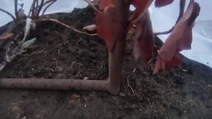 Экспериментальное укрытие дуболистной гортензии?