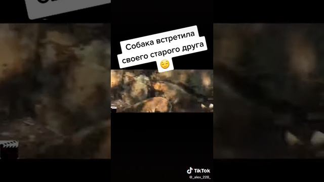 Просто без раздумки ставте лайк если у вас такой друг как у собаки