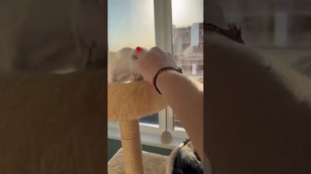 Как дружат ориентальные котята 🐈⬛🐈