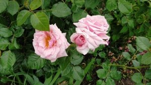 Дача в цветах