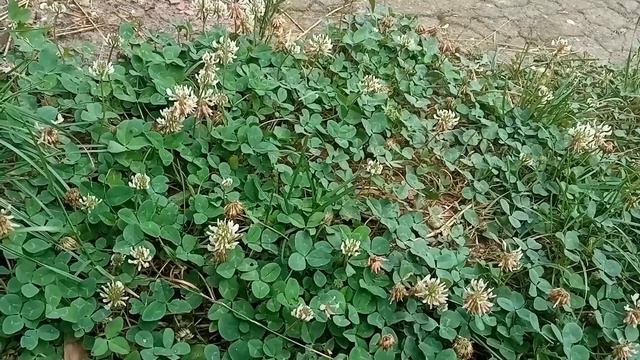 Пчелы на кусочке белого клевера