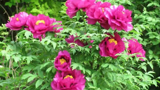 Прогулки по Москве/ Проспект Мира Ботанический сад / часть 1 смотреть онлайн