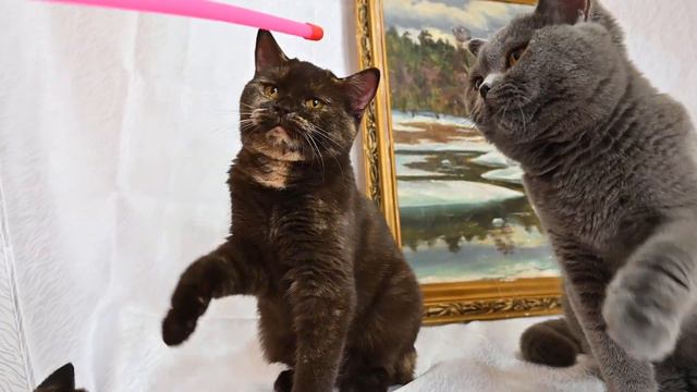 Британские короткошерстные котята в продаже в москве +79153752414 смотреть онлайн