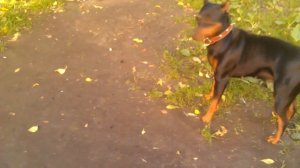 Цвергпинчер