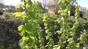 Обработка кустов черной смородины ранней весной кипятком обливание горячей водой продолжение